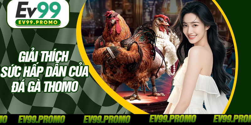 Giải Thích Sức Hấp Dẫn Của Đá Gà Thomo